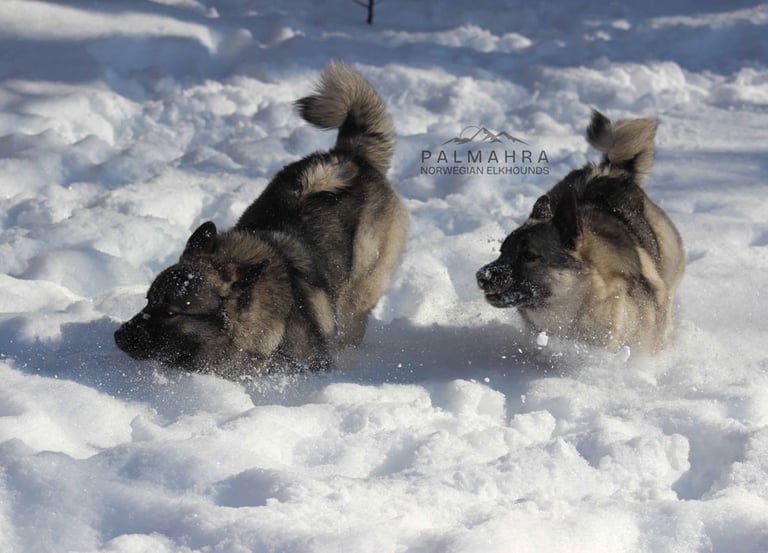 Norwegian Elkhound puppies running in the snow