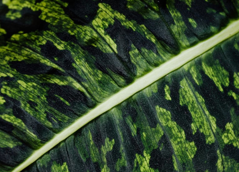 Dieffenbachia Reflector