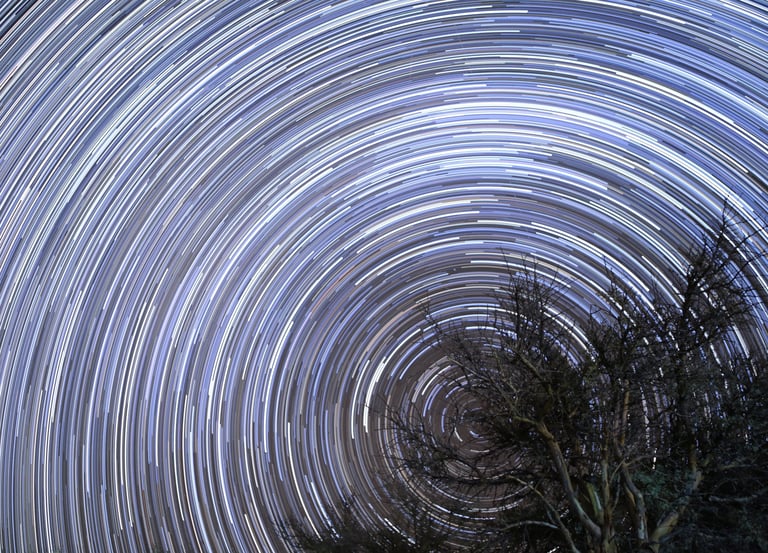 a tree with many stars in the sky