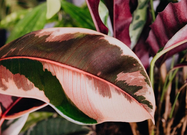 Ficus Elastica Camouflage 