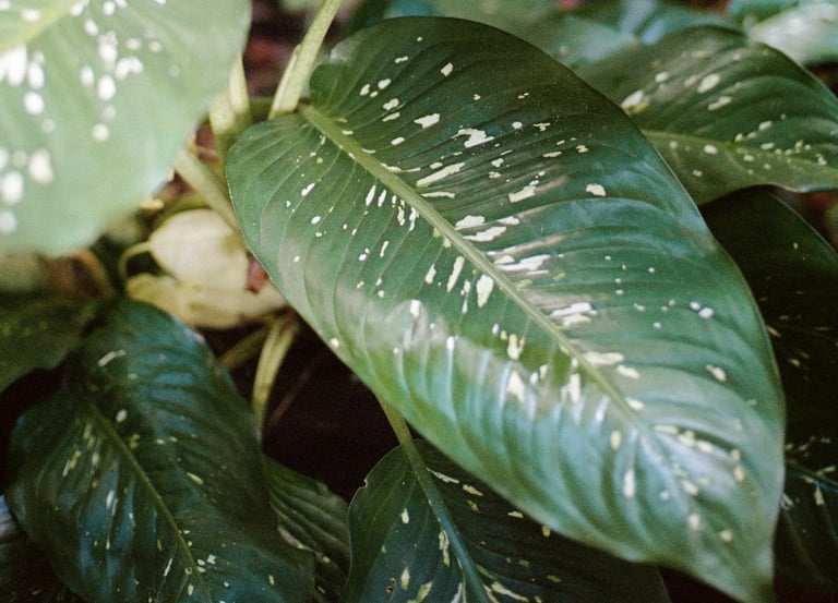 Dieffenbachia Picta