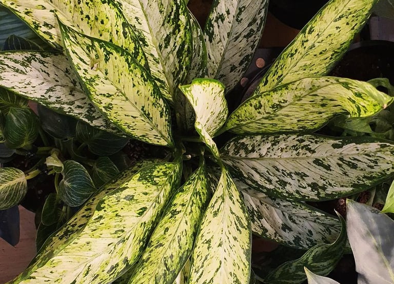 Dieffenbachia Vesuvius