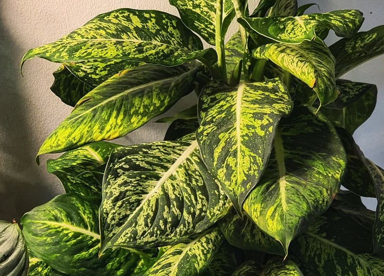 Dieffenbachia seguine Sublime