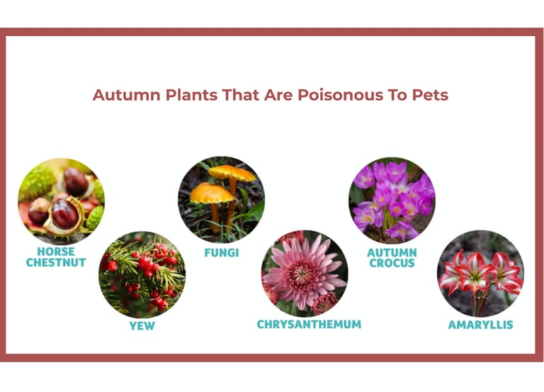 Autumn plants toxic to dogs: horse chestnut, autumn crocus, chrysanthemum, fungi, amaryllis, yew.