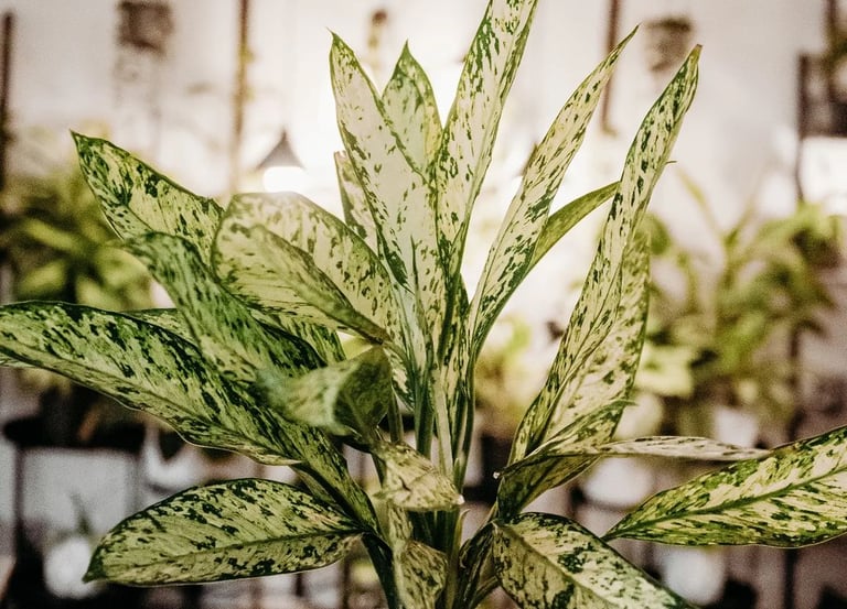 Dieffenbachia Vesuvius