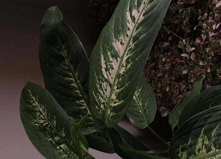 Dieffenbachia Compacta