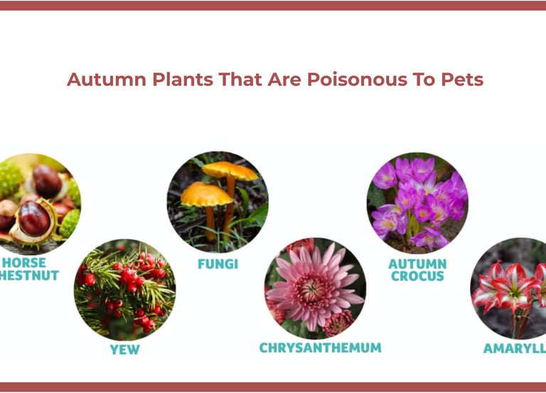 Autumn plants toxic to dogs: horse chestnut, autumn crocus, chrysanthemum, fungi, amaryllis, yew.