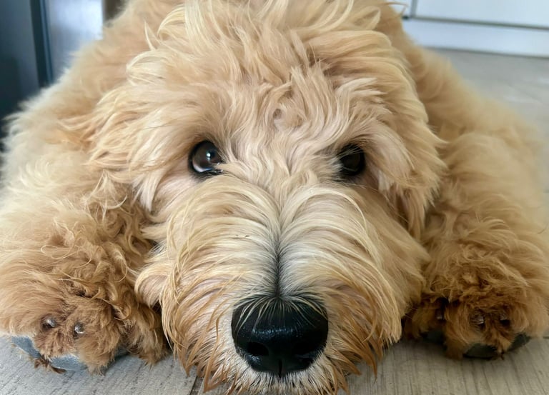 un golden doodle in Italia color crema