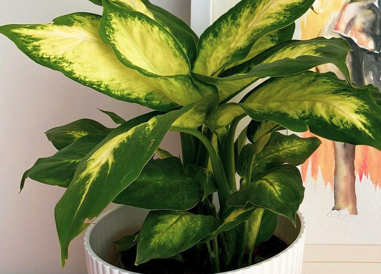 Dieffenbachia Marianne