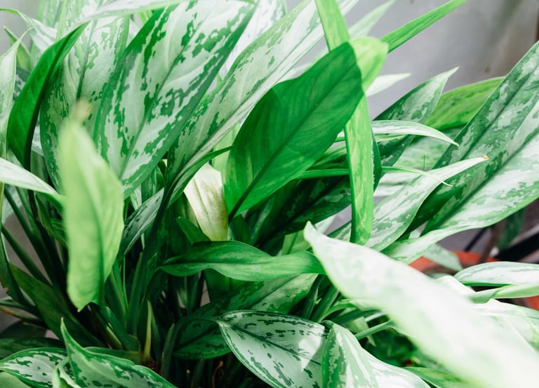 Aglaonema Greyhound