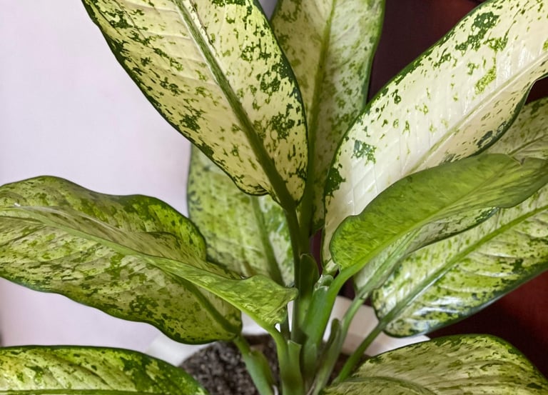 Dieffenbachia Banana