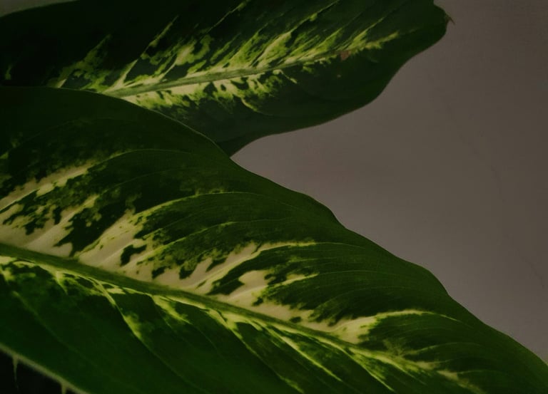 Dieffenbachia Compacta