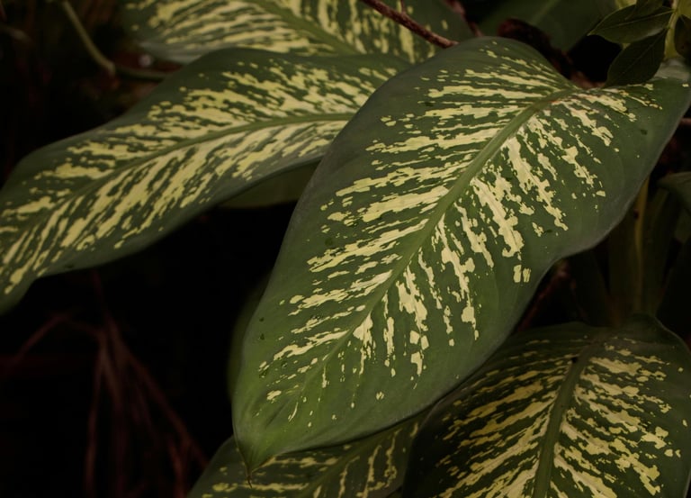 Dieffenbachia Tropic Snow