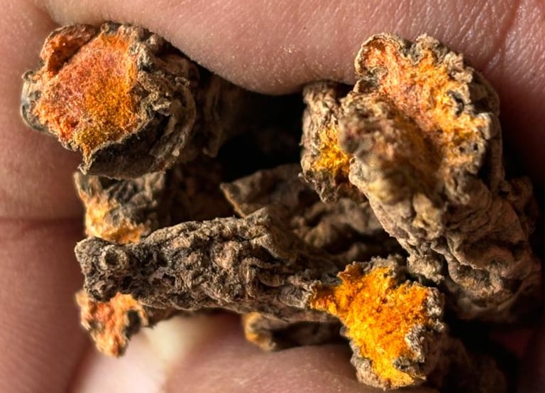Kocha Turmeric 