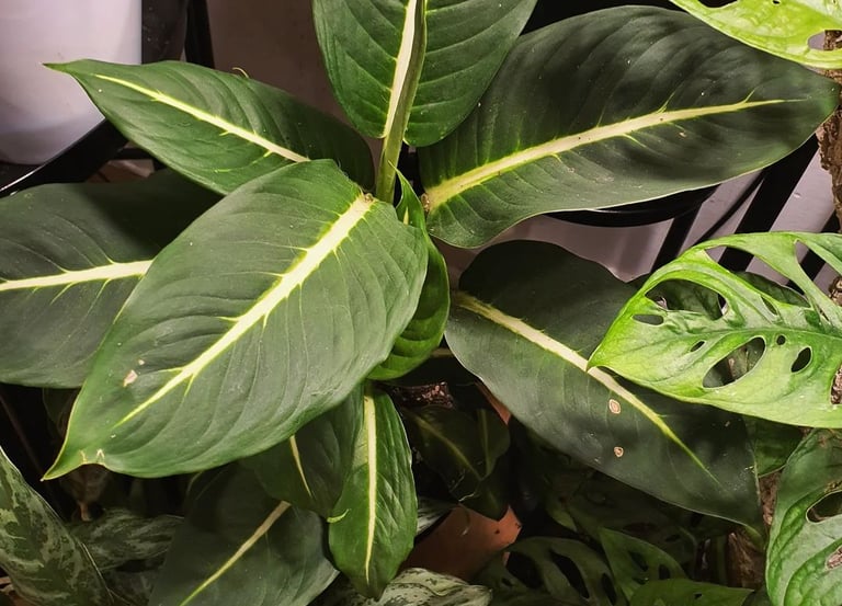 Dieffenbachia oerstedii Green Magic