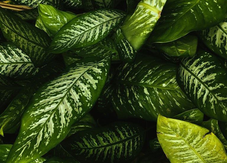 Dieffenbachia Nouvelle