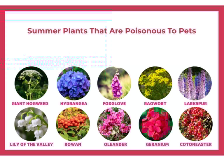 Summer plants toxic to dogs including hydrangea, foxglove, oleander, larkspur, ragwort, and others.