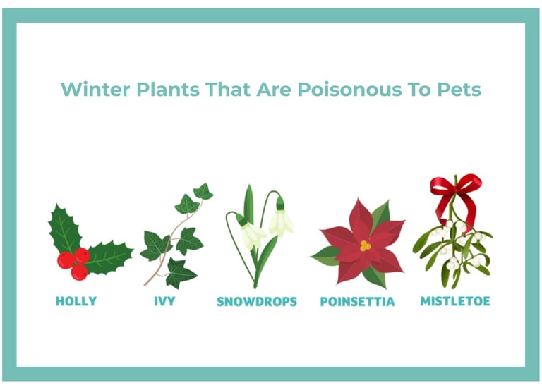 Winter plants toxic to dogs including holly, ivy, snowdrops, poinsettia, and mistletoe.