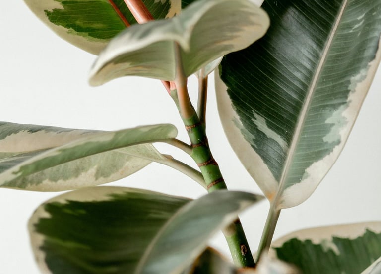 Ficus Elastica Tineke