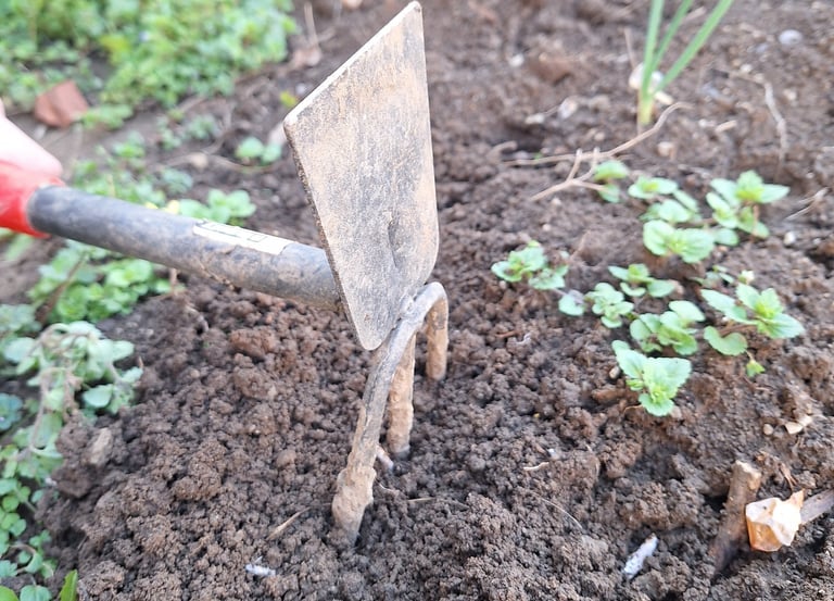 a person preparing the planting site for planting perennials