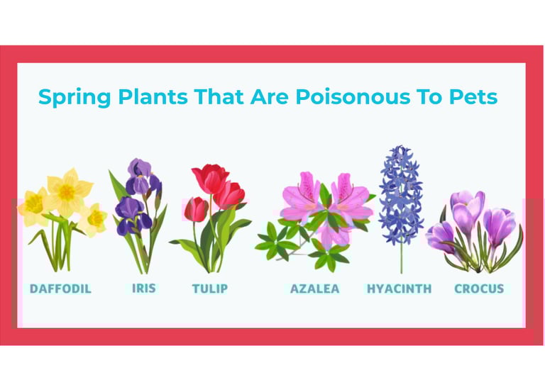 Spring plants toxic to dogs including daffodils, tulips, azaleas, hyacinths, crocuses, and iris.