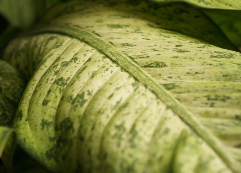 Dieffenbachia Camouflage