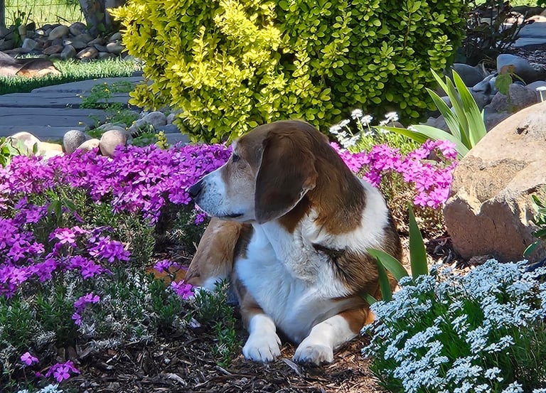 Corgi/Basset mix relaxing in the flowers