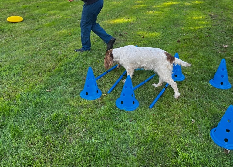 rehabilitation for dogs 