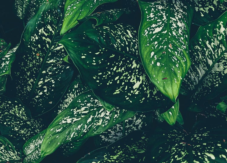 Dieffenbachia maculata Tiki