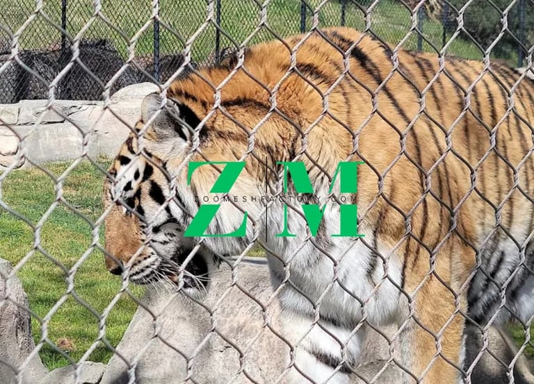 A Bengal tiger walking behind a protective chain link zoo mesh fence enclosure.