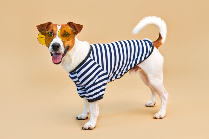 perro Jack Russell Terrier parado usando gafas amarillas y playera de rayas marinera