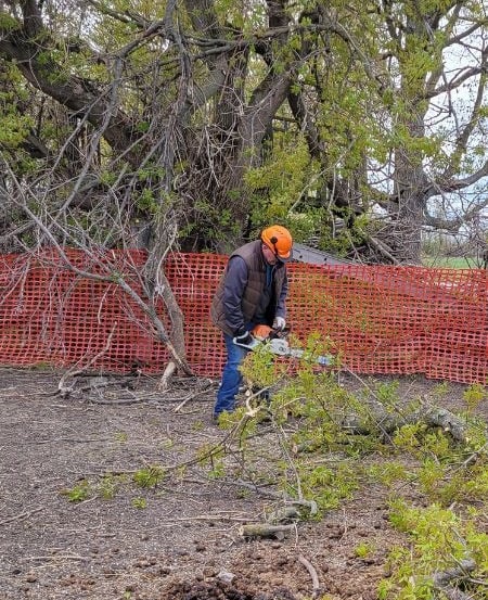 Professional arborist using a chainsaw to prune fallen tree branches near a safety fence.
