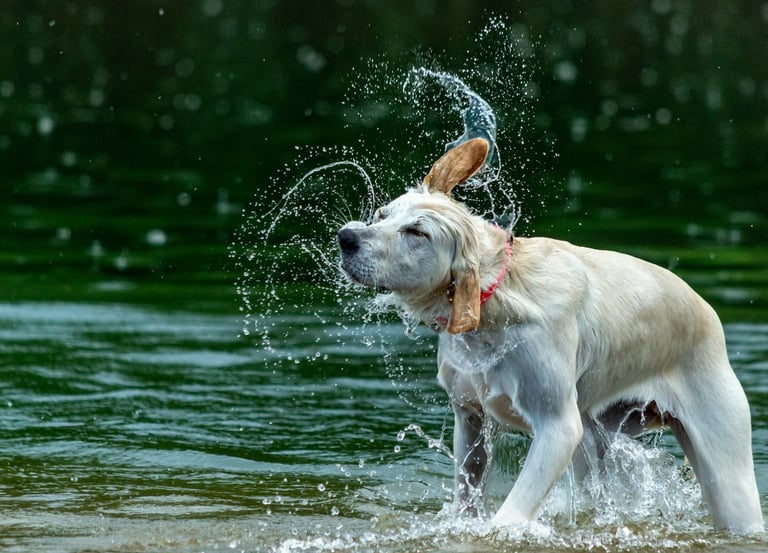 A golden retriever dog shaking off water while standing in a lake with splashing droplets has a GPS 