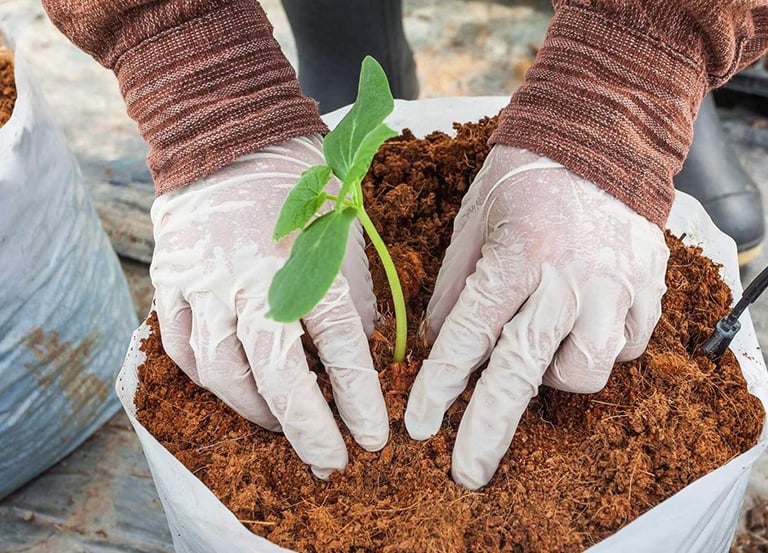 Hands planting a seedling in organic cocopeat, illustrating cocopeat's use as a growing medium