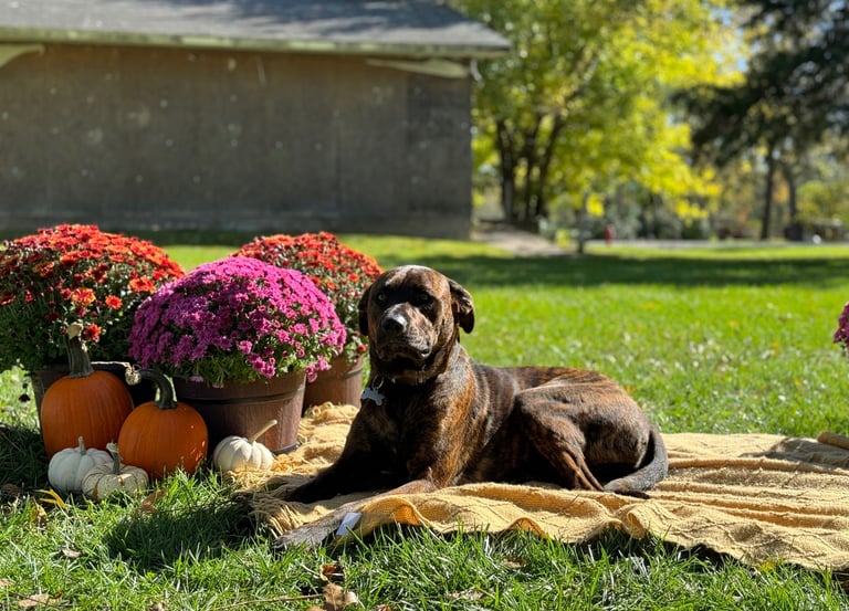 Dog containment system
