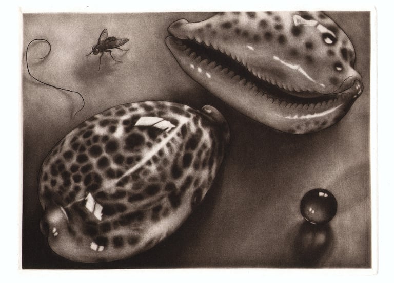 Giant cowrie shells, housefly, fly, pubic hair, marble, mezzotint by Robert De Groff DeGroff