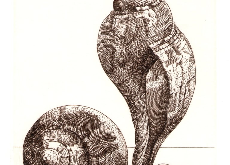 Tulip shell cicada marble engraving Robert De Groff DeGroff