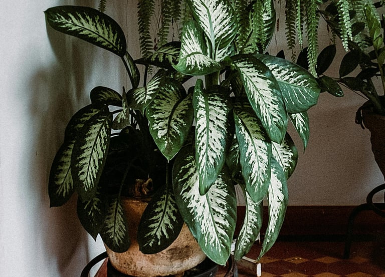 Dieffenbachia Tropic Snow