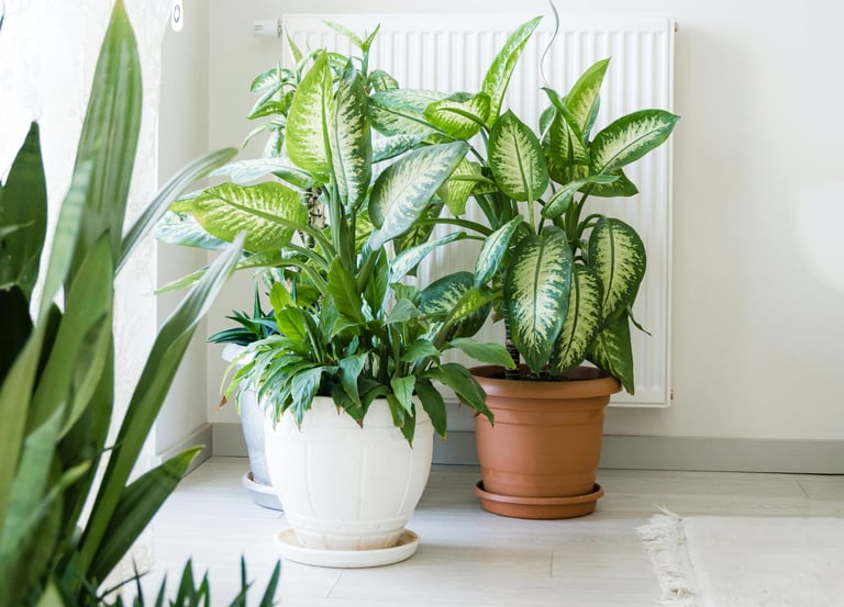 Dieffenbachia Tropic Snow