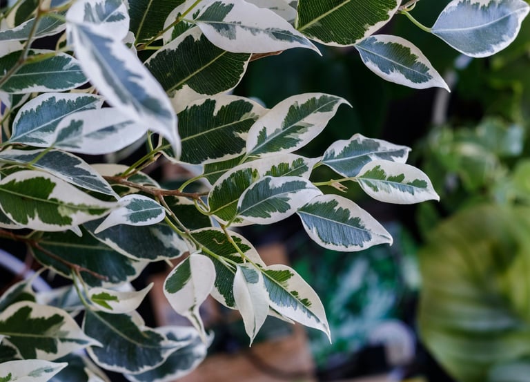 Ficus 'Benjamina' Variegated Weeping Fig