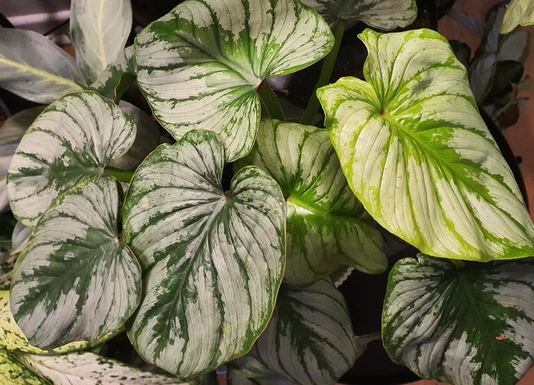 Philodendron Mamei 'Silver Cloud'