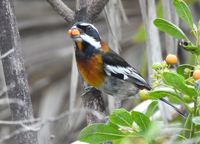 Western Spindalis, Bahamas birds, bird watching tours Bahamas, nature tours
