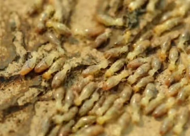 A hoard of yellow colored termites infesting a wooded structure