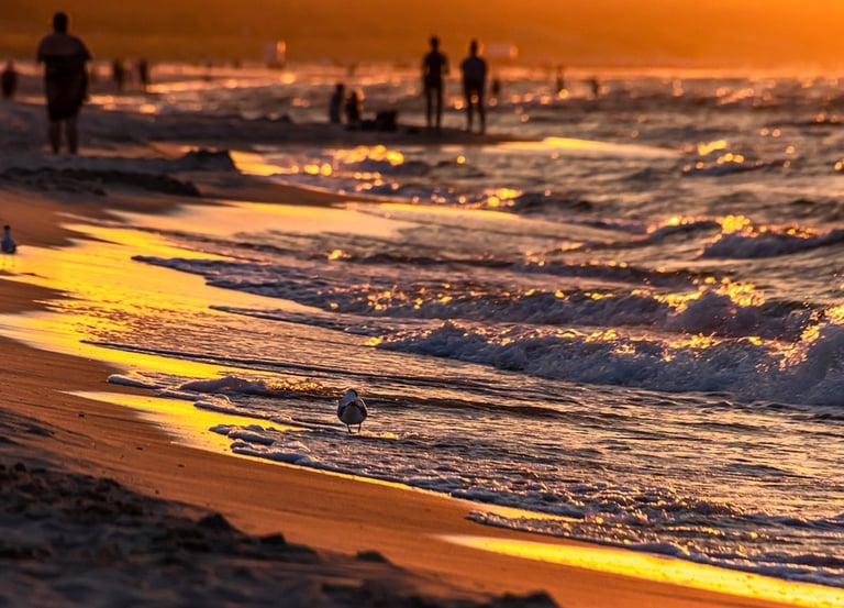 a bird sitting on the beach at sunset