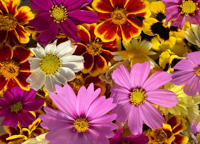 fleurs comestibles biologiques  fraîches restaurateurs