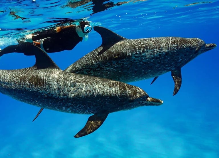 swim with wild dolphins
