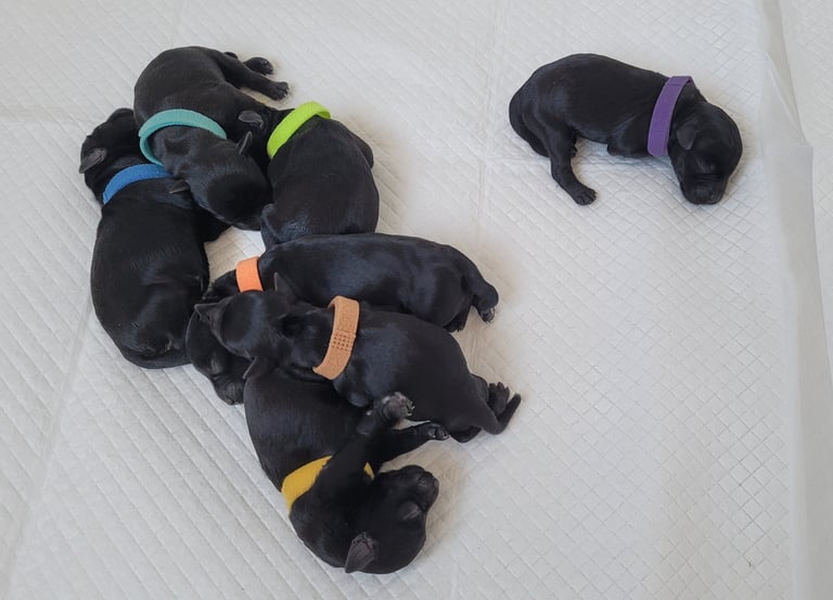 Chiots Schnauzers nains noirs