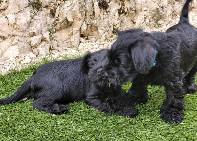 Bagarre pour un brin d'herbe !