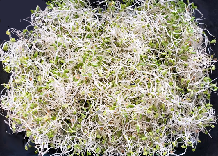 Sprouts