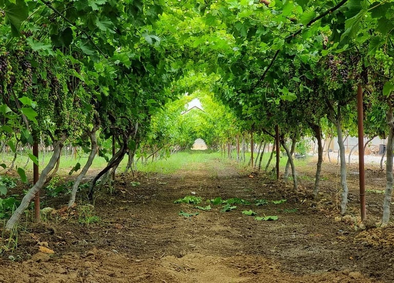 Uzumfermer Family Winery, Tashkent